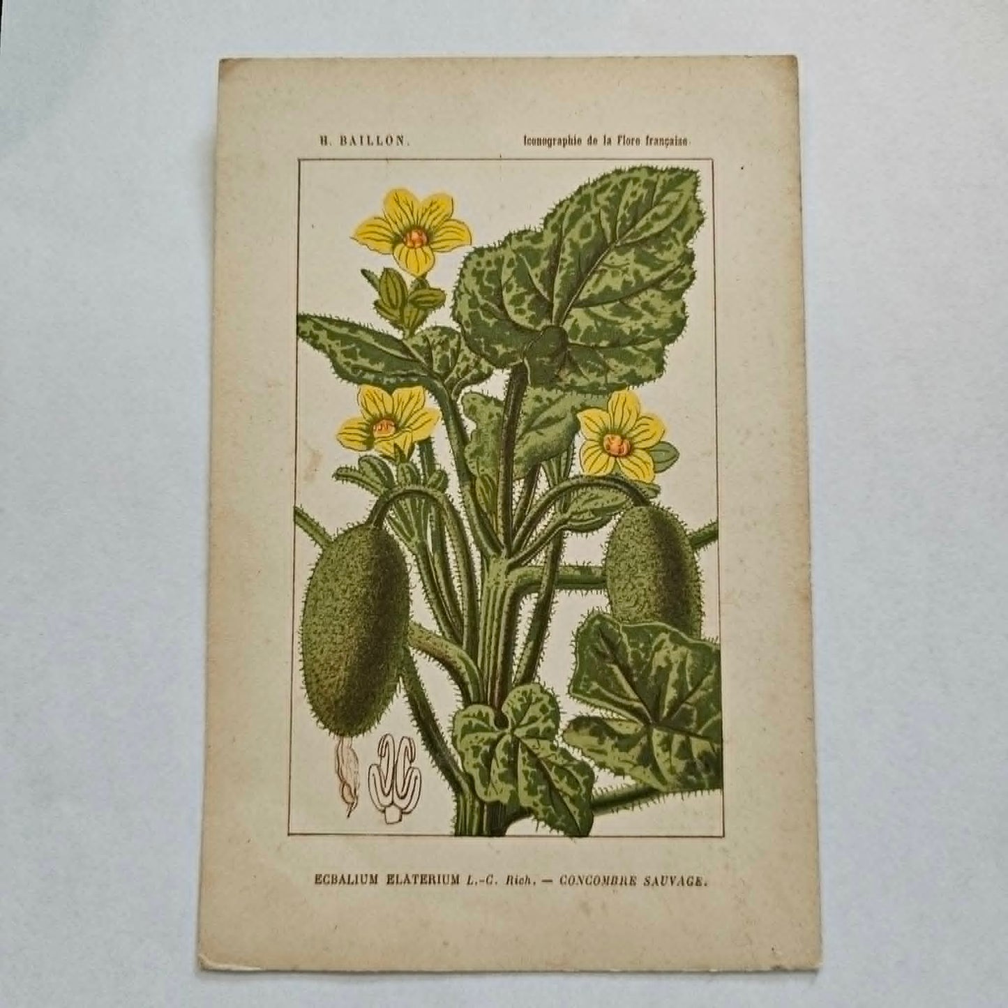 Antique French Botanical Lithograph