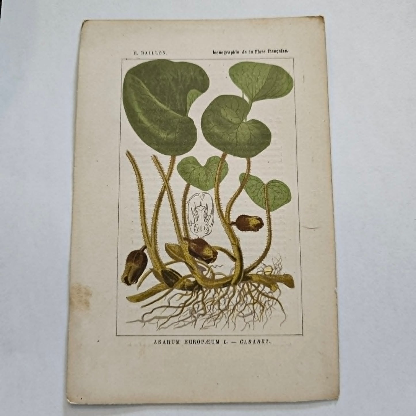 Antique French Botanical Lithograph