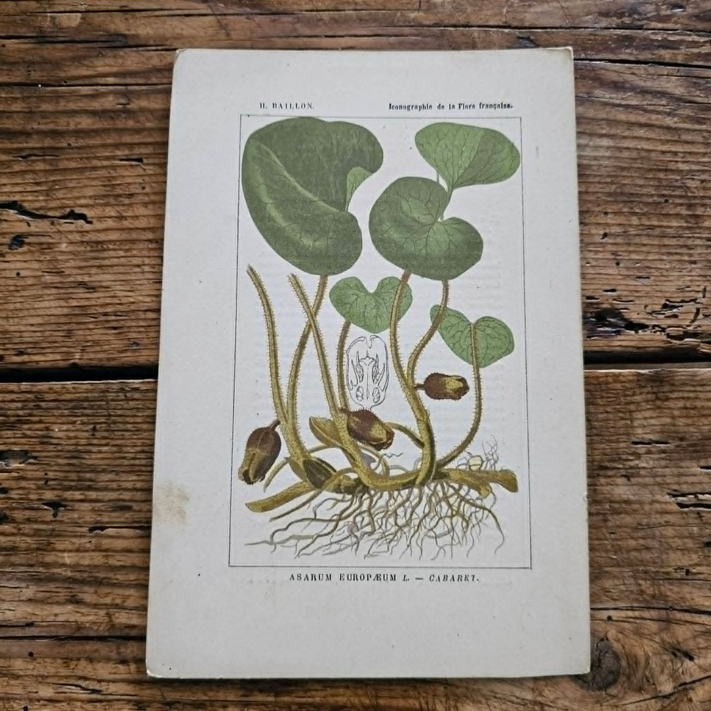 Antique French Botanical Lithograph