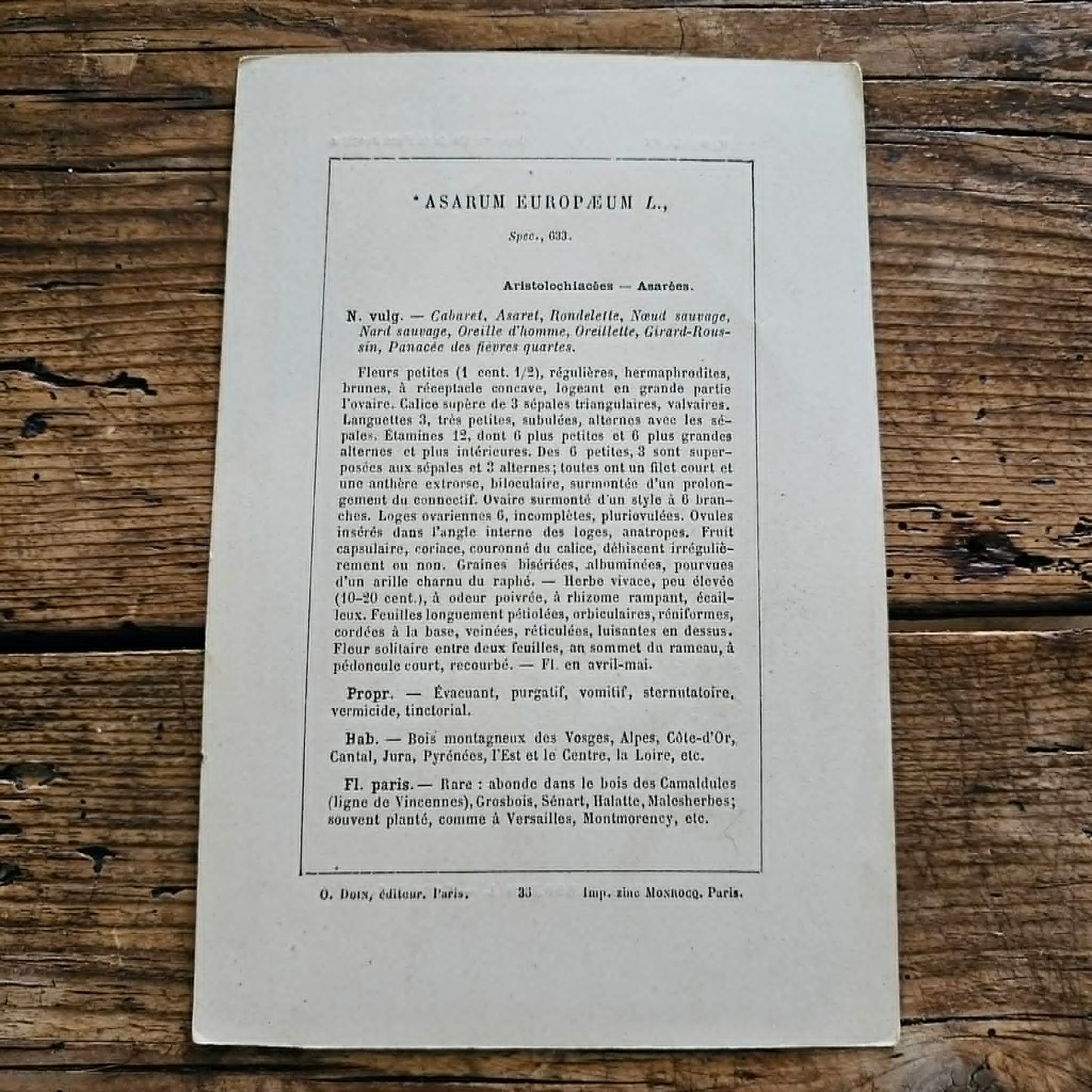 Antique French Botanical Lithograph