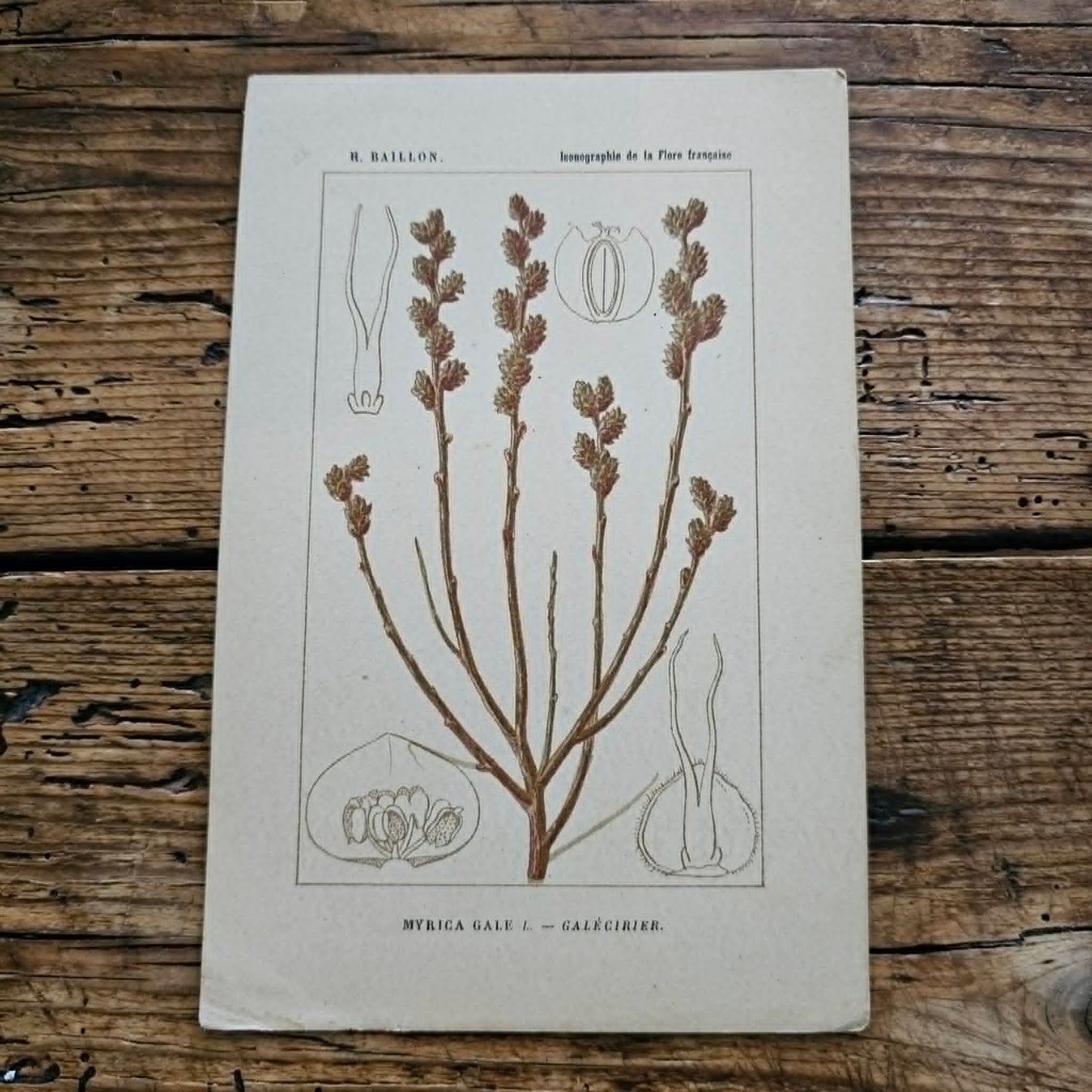 Antique French Botanical Lithograph
