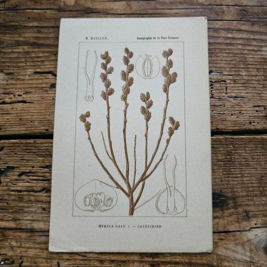 Antique French Botanical Lithograph