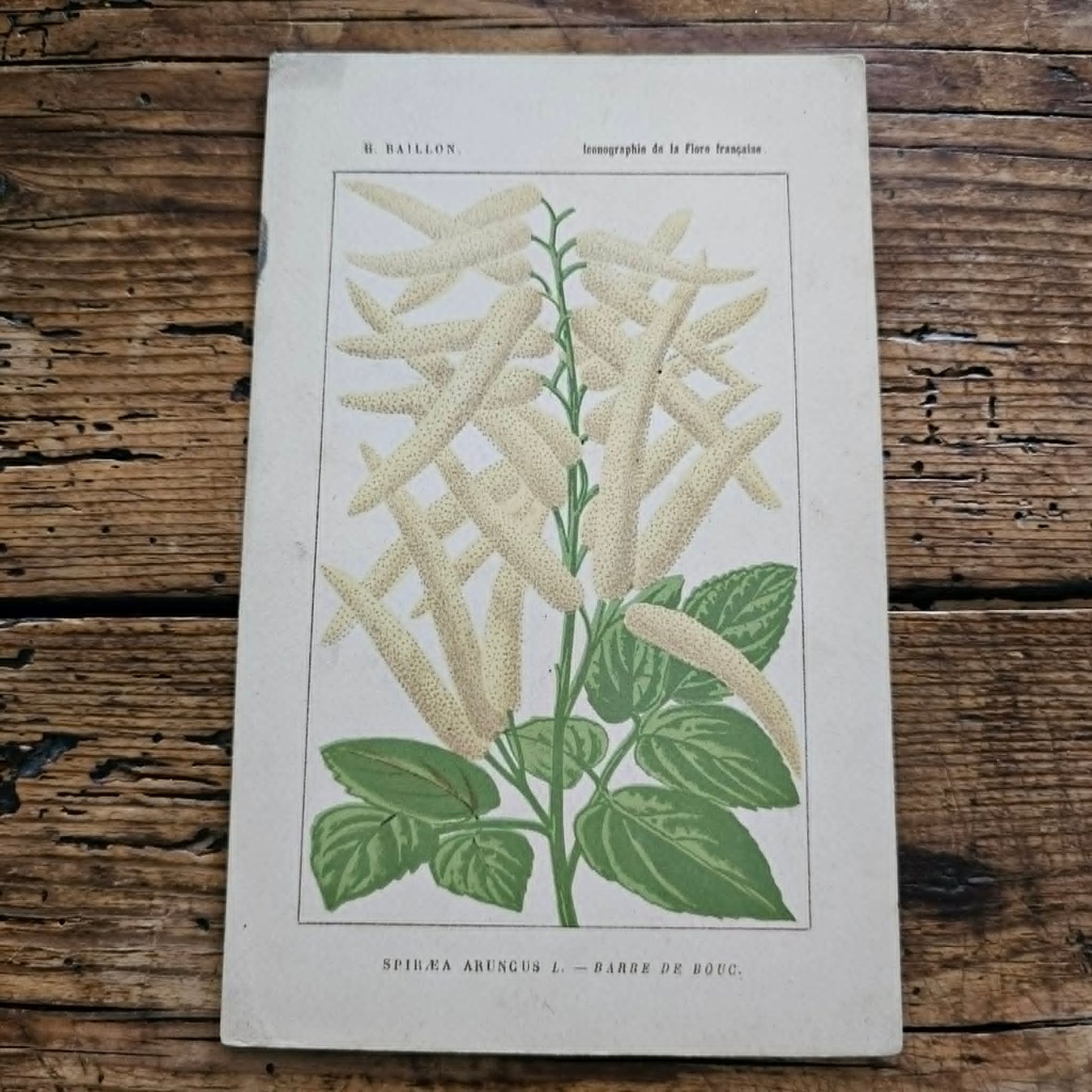 Antique French Botanical Lithograph