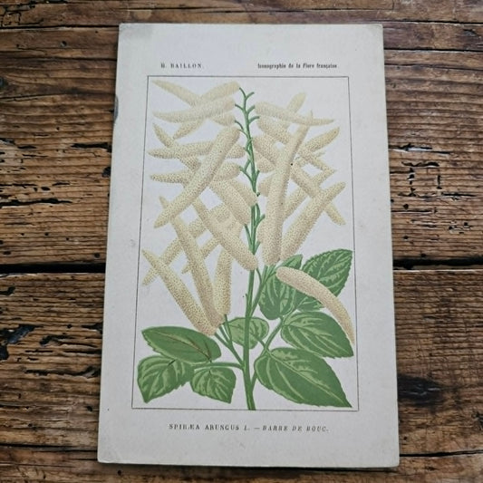 Antique French Botanical Lithograph
