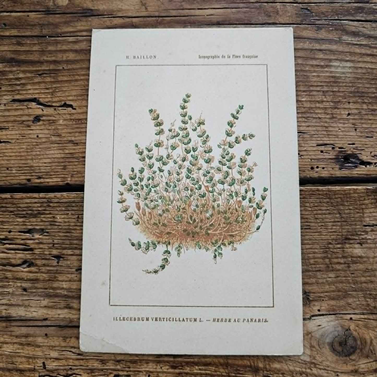 Antique French Botanical Lithograph