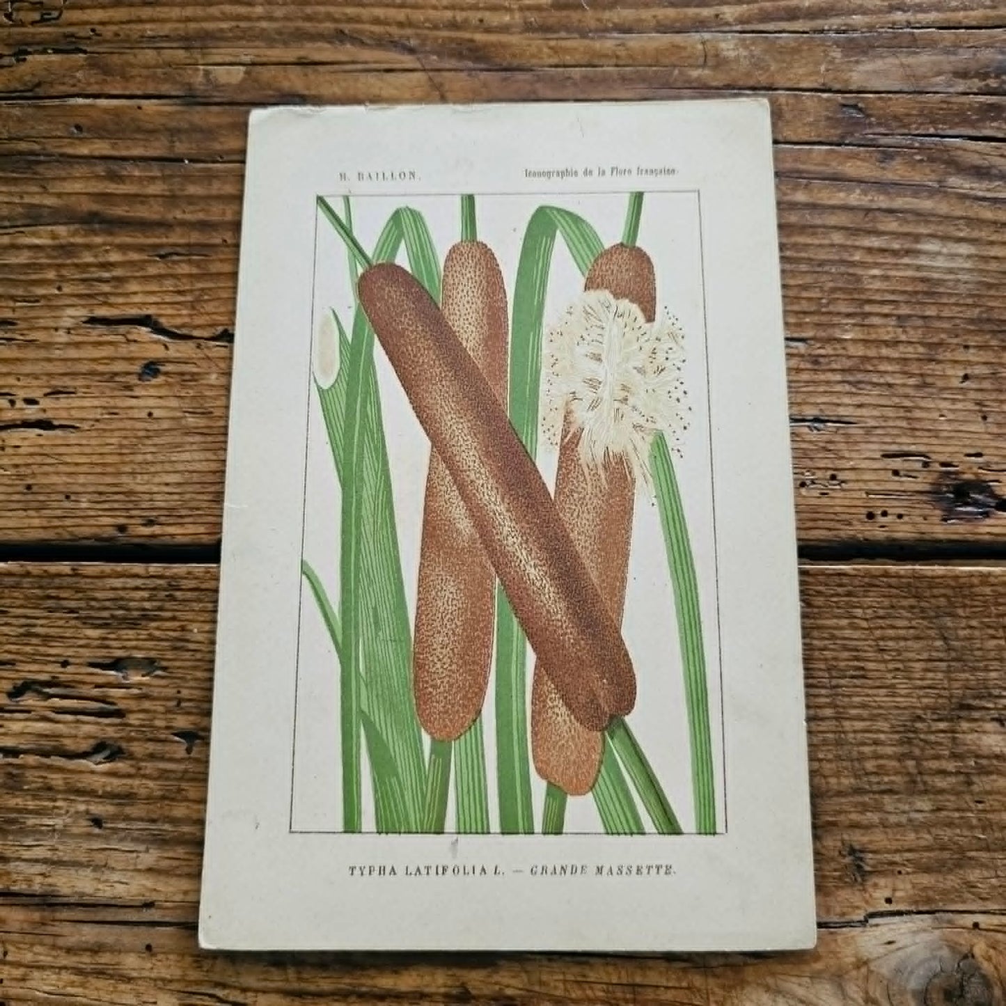 Antique French Botanical Lithograph