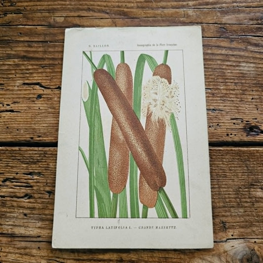 Antique French Botanical Lithograph