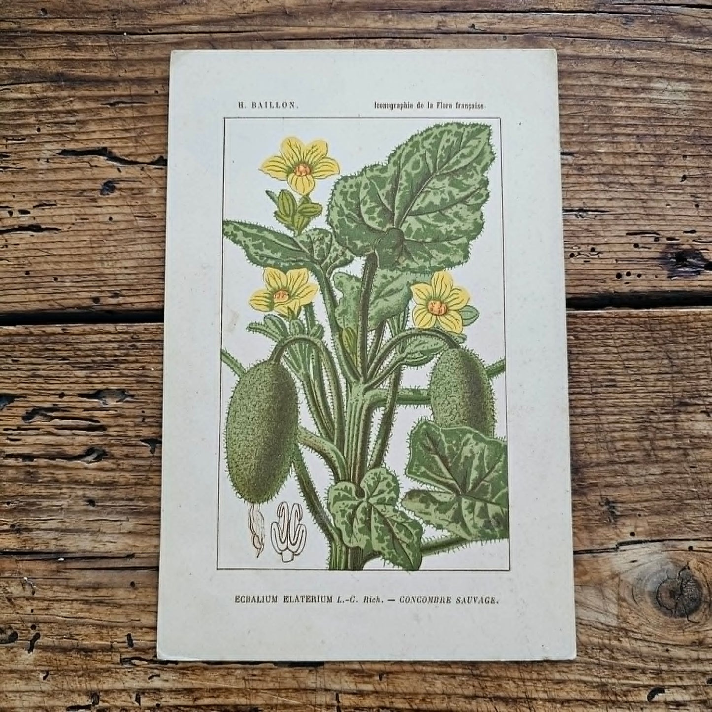 Antique French Botanical Lithograph