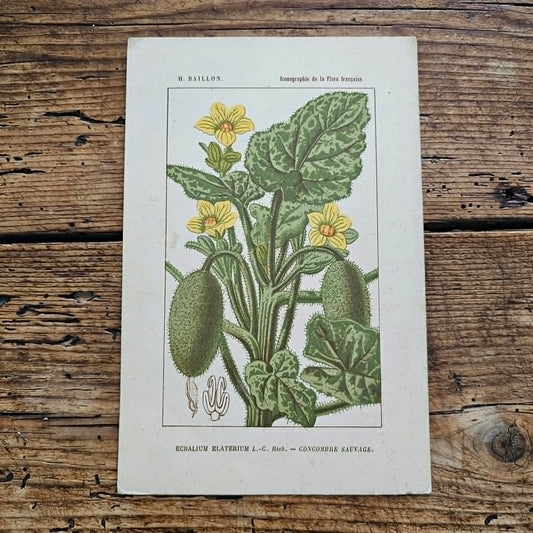 Antique French Botanical Lithograph
