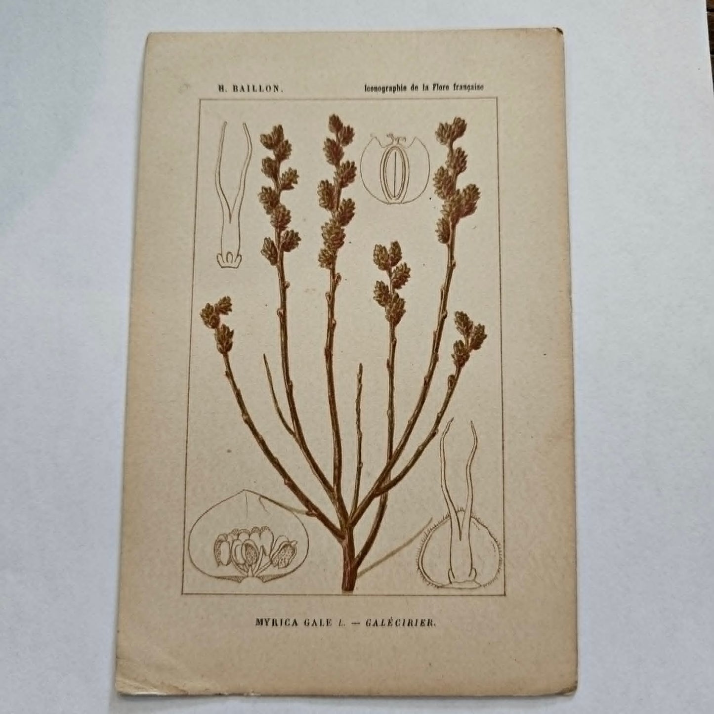 Antique French Botanical Lithograph