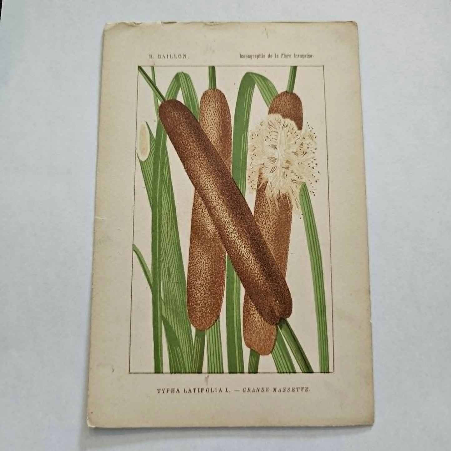 Antique French Botanical Lithograph