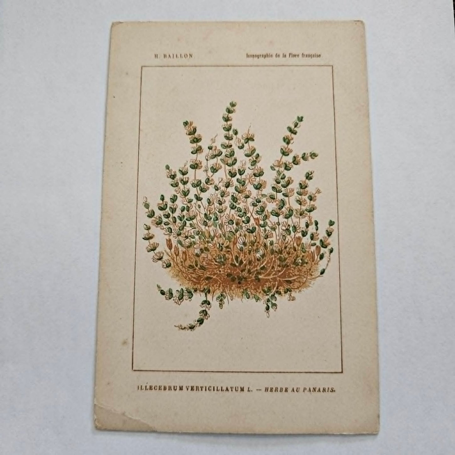 Antique French Botanical Lithograph