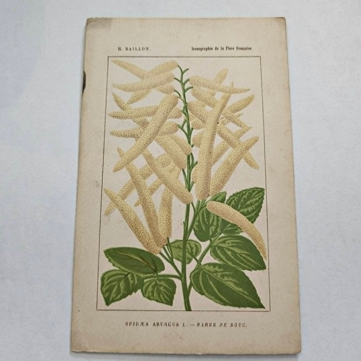 Antique French Botanical Lithograph