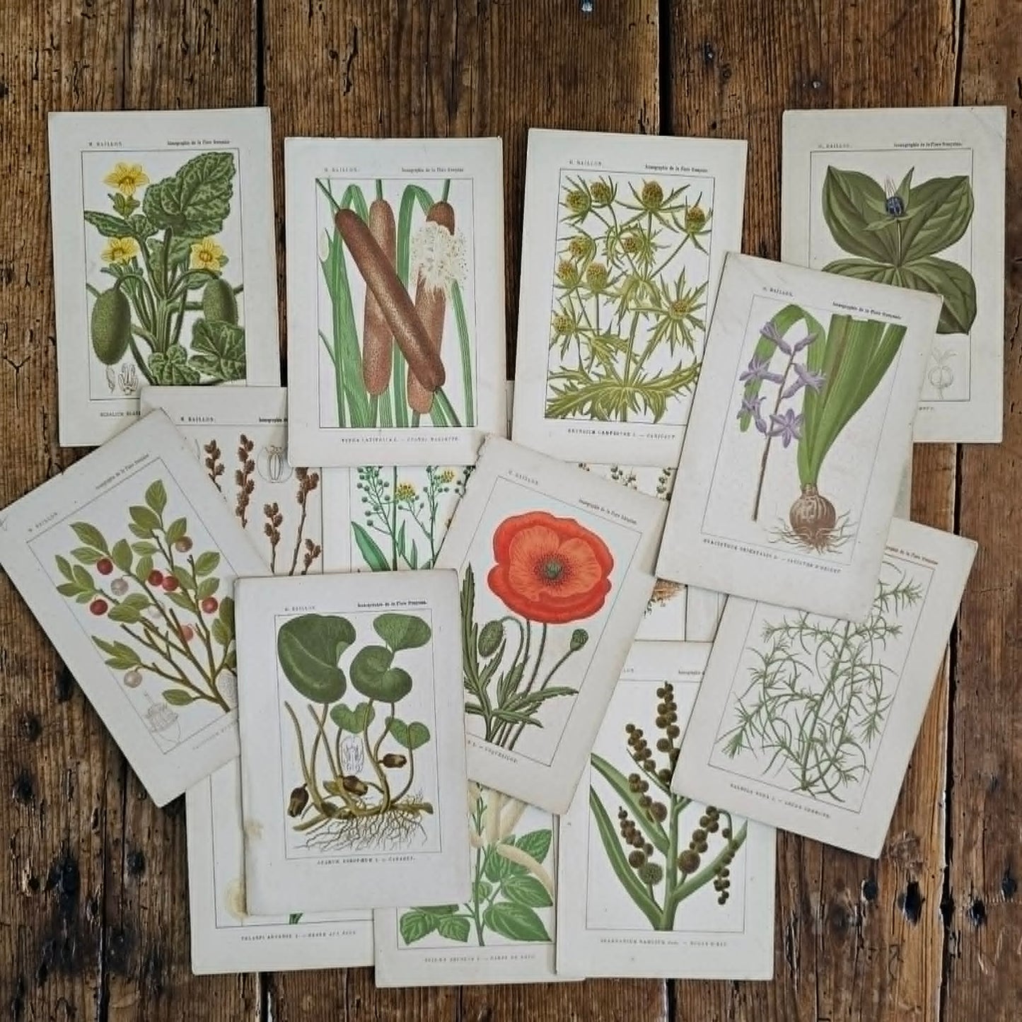 Antique French Botanical Lithograph