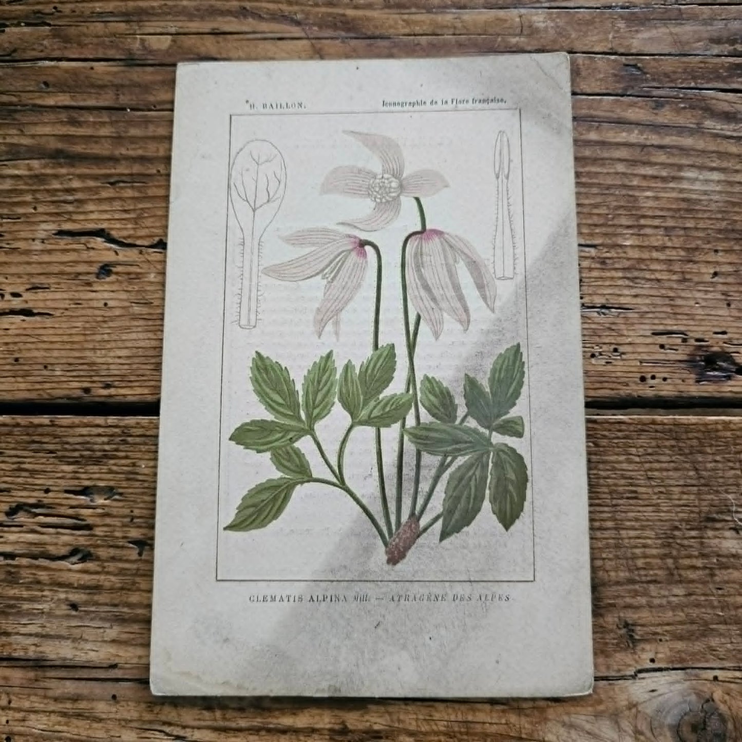 Antique French Botanical Lithograph