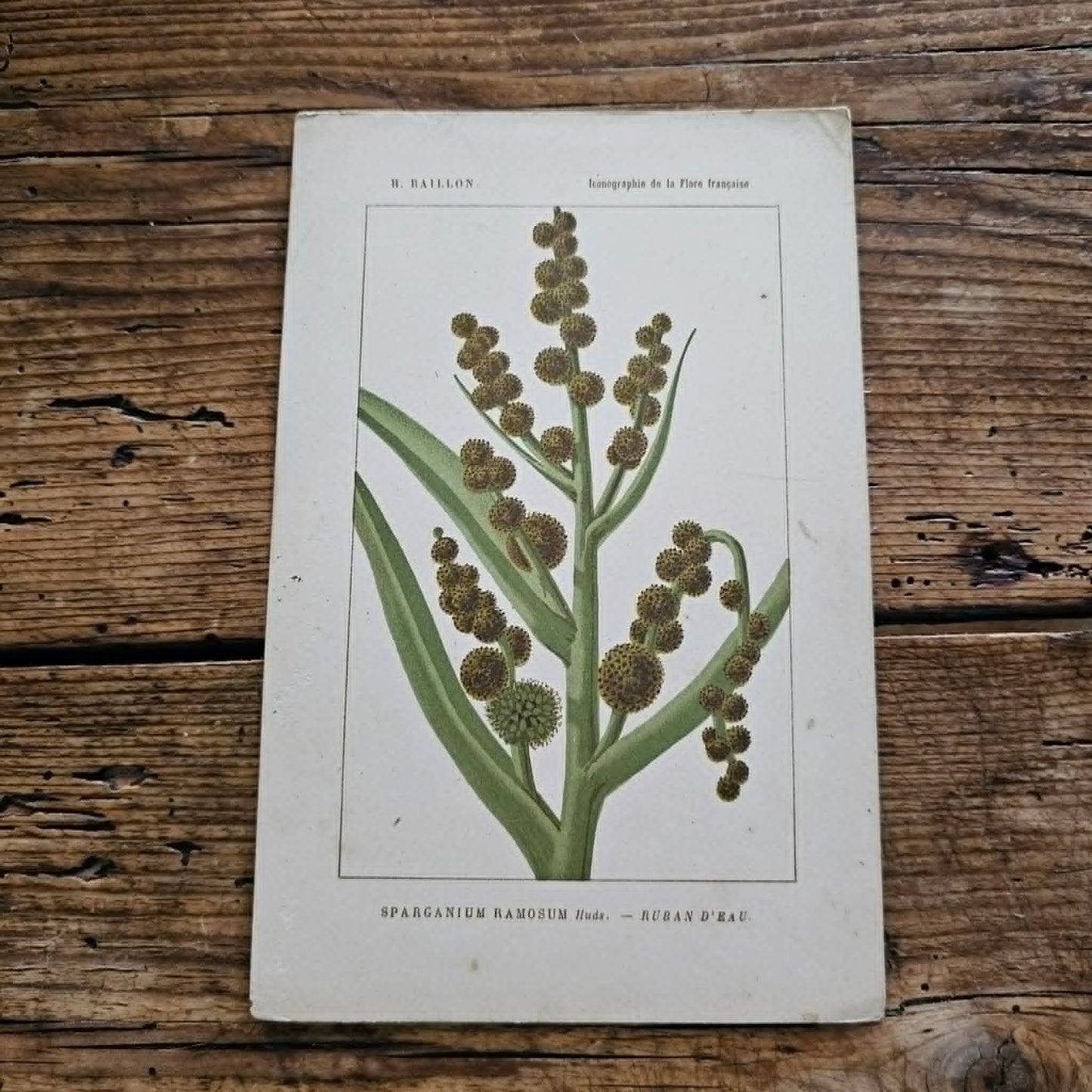 Antique French Botanical Lithograph