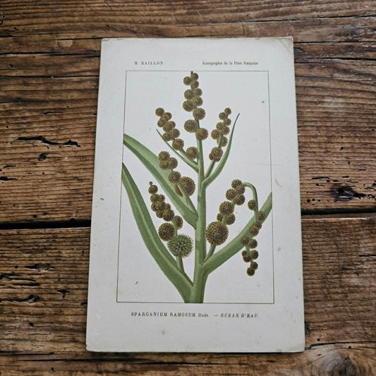 Antique French Botanical Lithograph