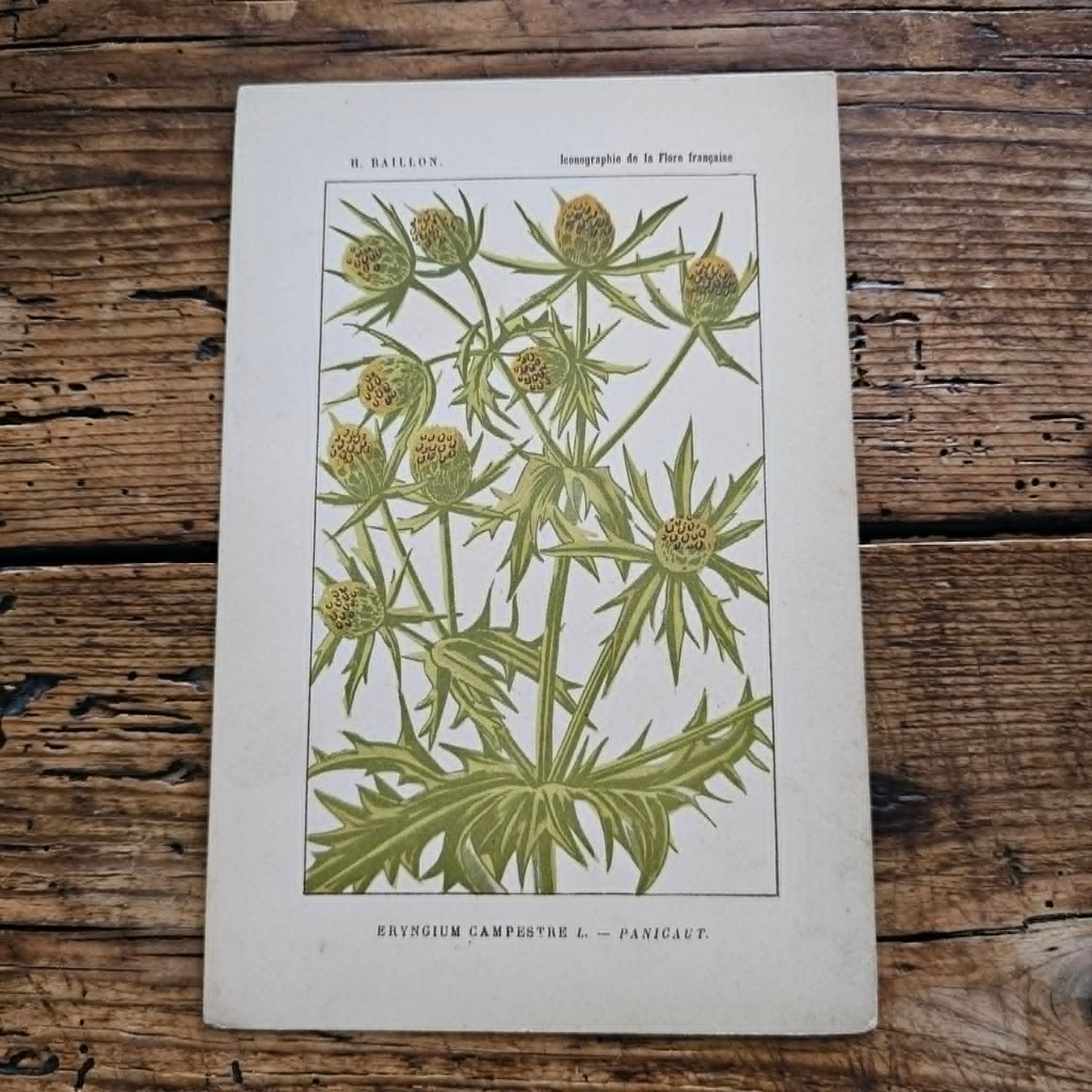 Antique French Botanical Lithograph