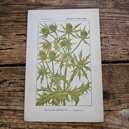 Antique French Botanical Lithograph