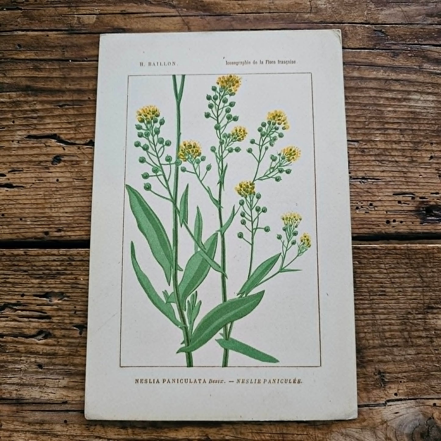 Antique French Botanical Lithograph
