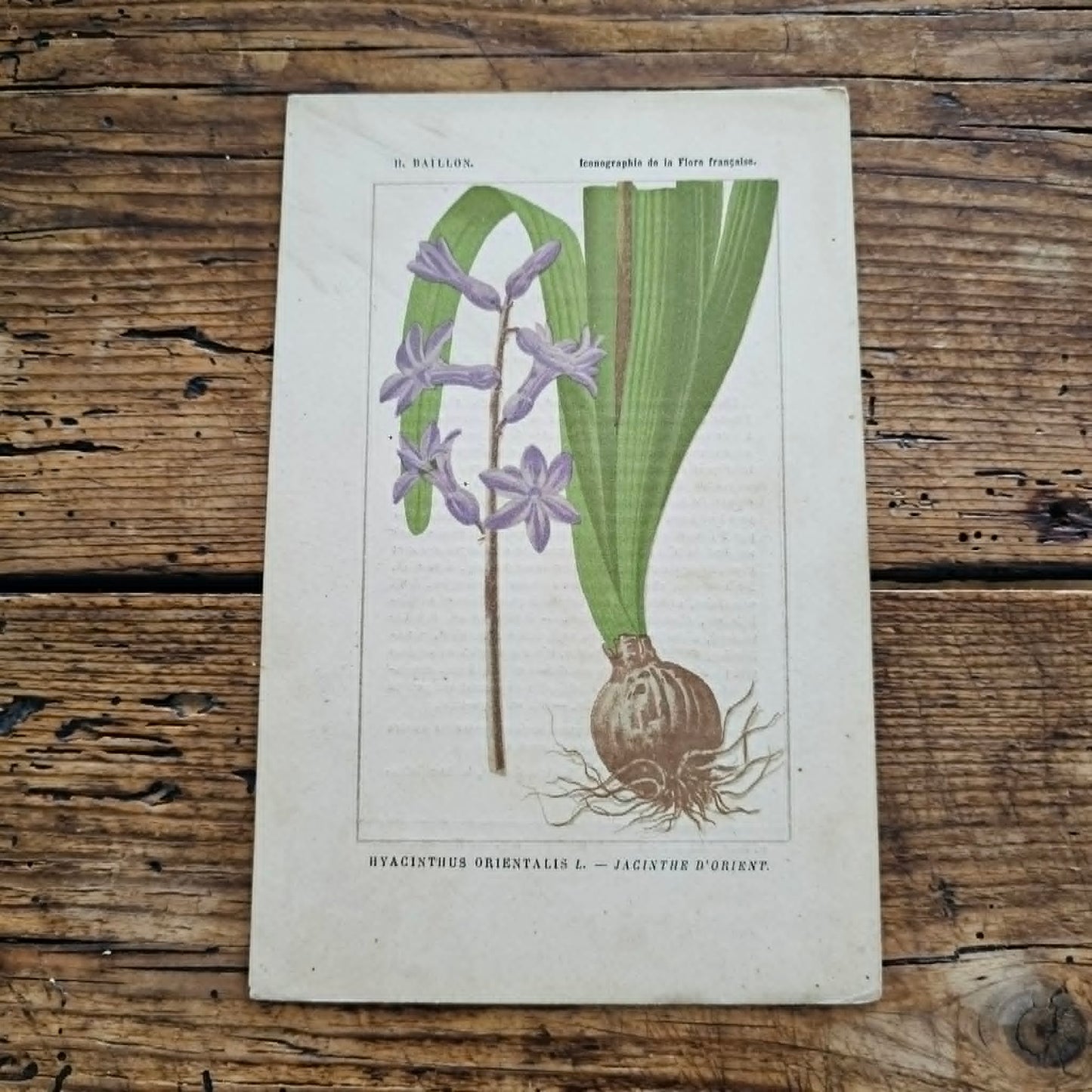 Antique French Botanical Lithograph