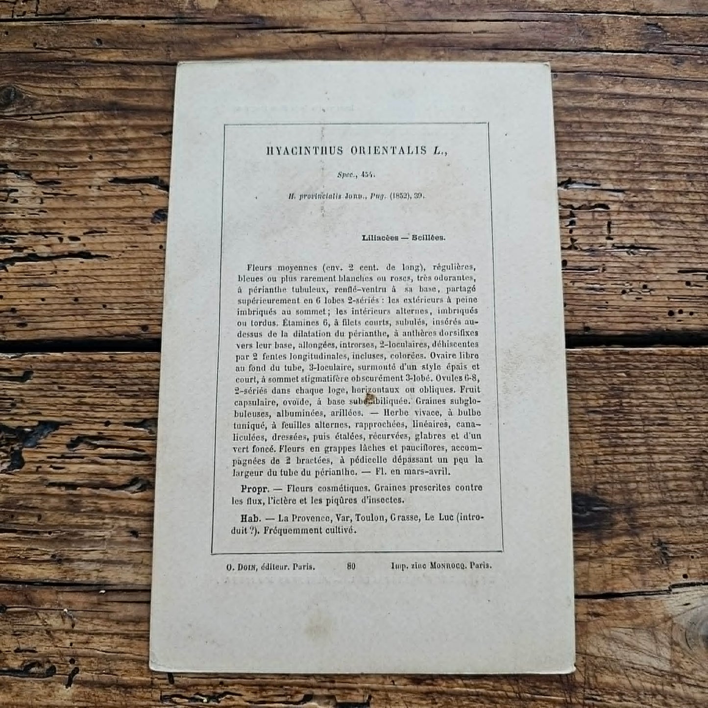 Antique French Botanical Lithograph