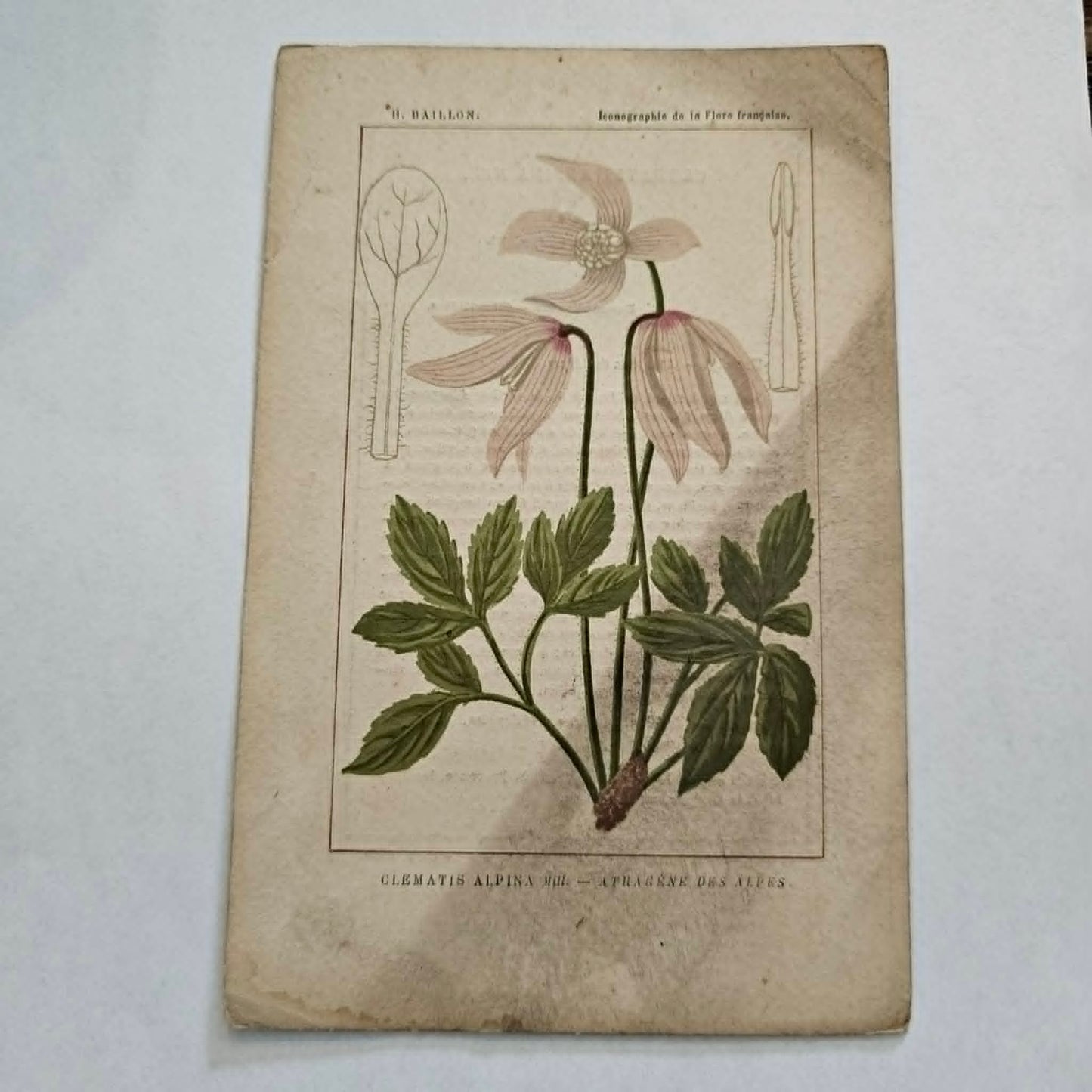 Antique French Botanical Lithograph