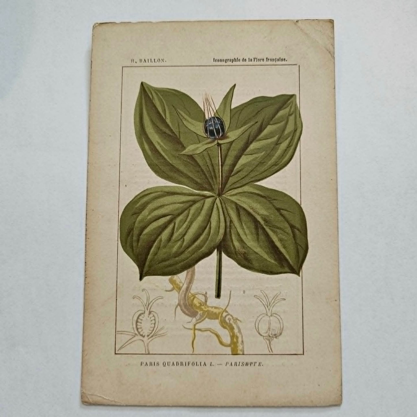 Antique French Botanical Lithograph