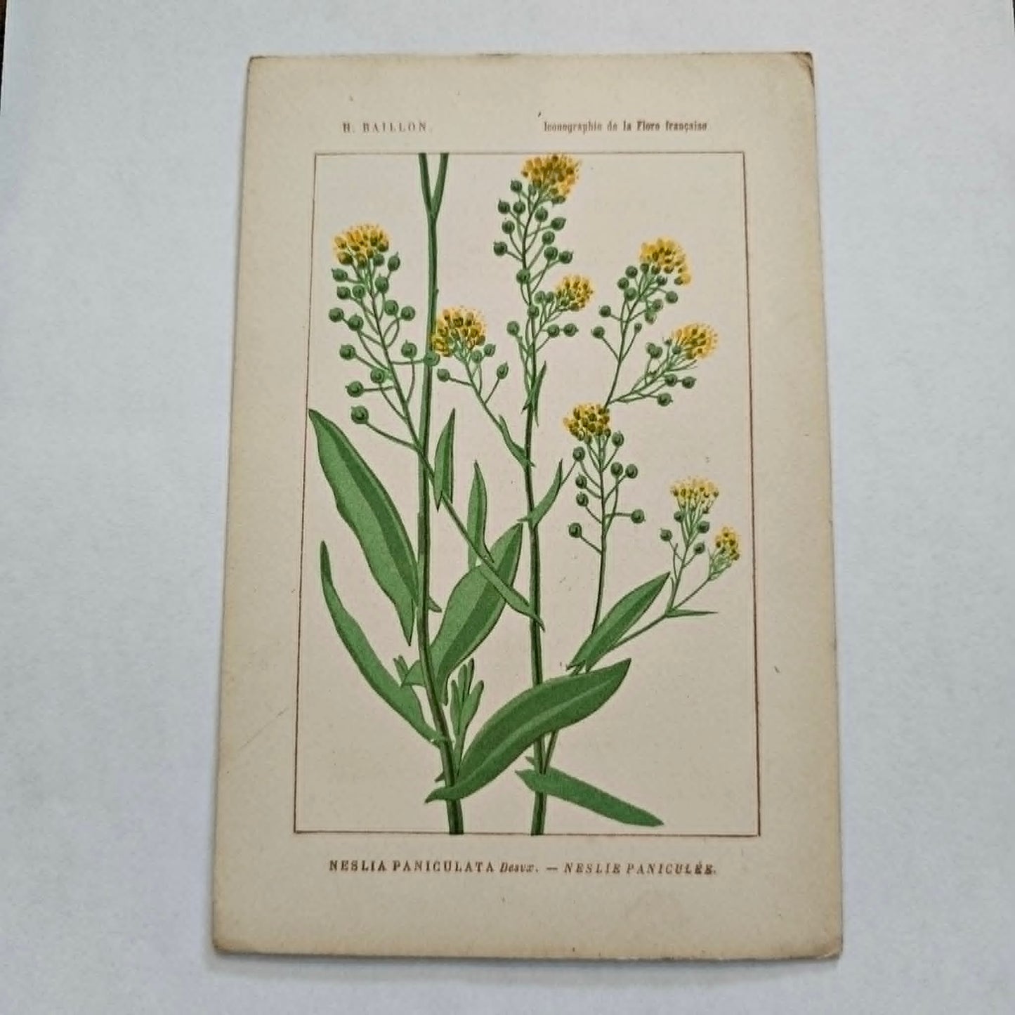 Antique French Botanical Lithograph