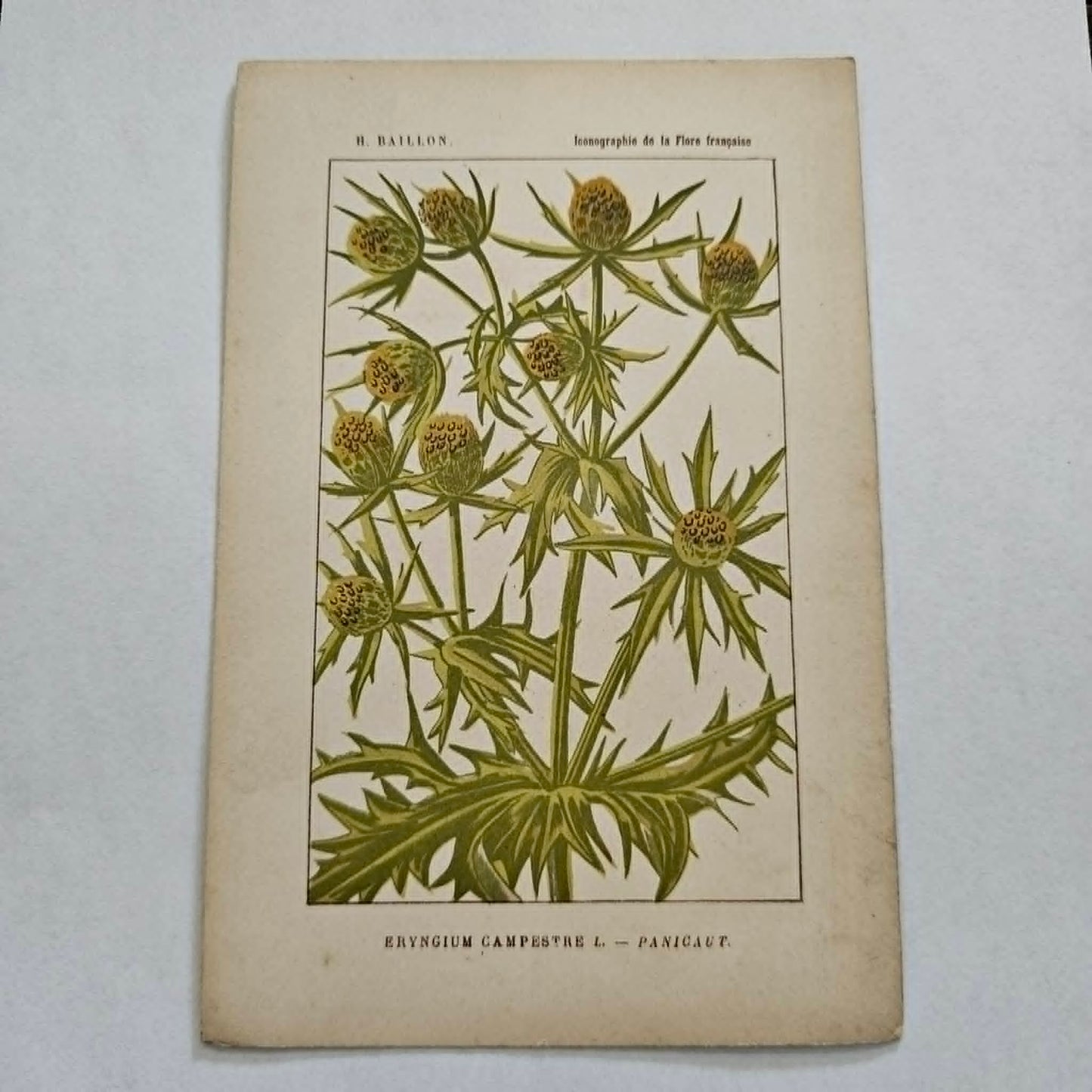Antique French Botanical Lithograph