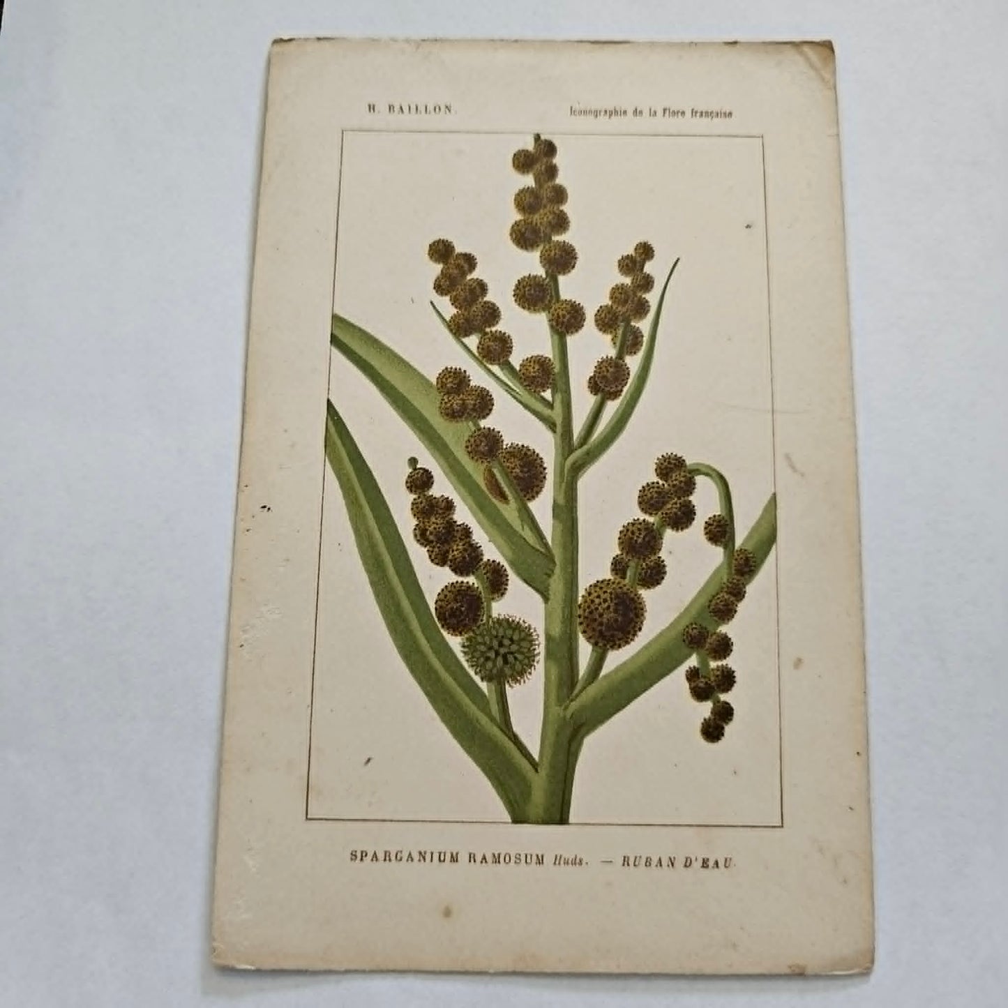 Antique French Botanical Lithograph