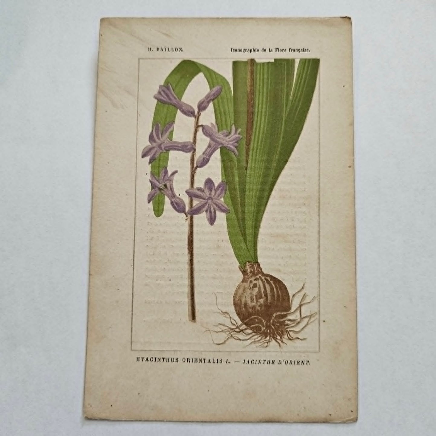 Antique French Botanical Lithograph