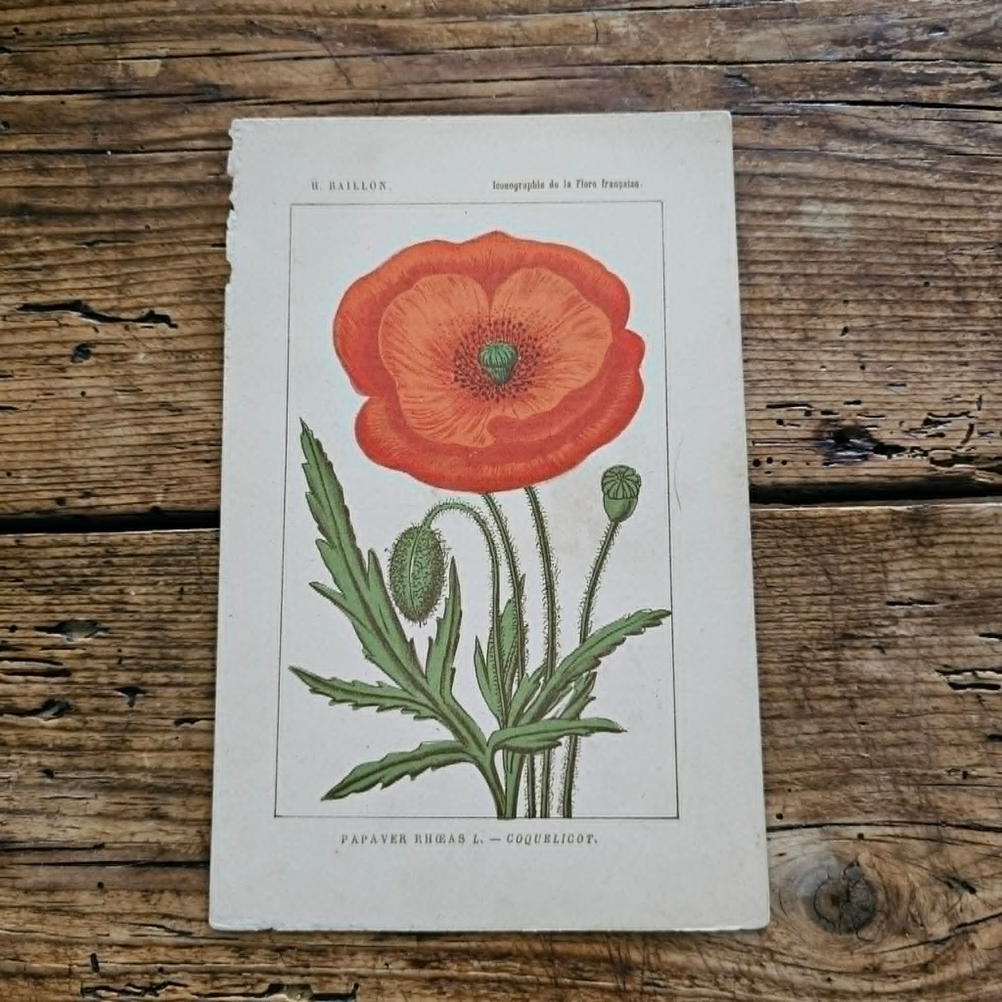 Antique French Botanical Lithograph
