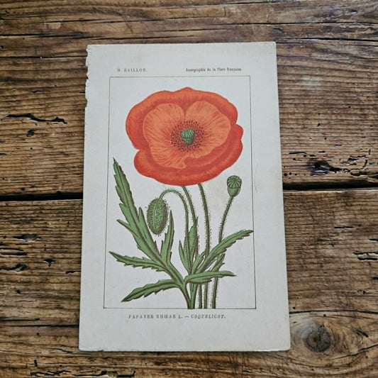 Antique French Botanical Lithograph