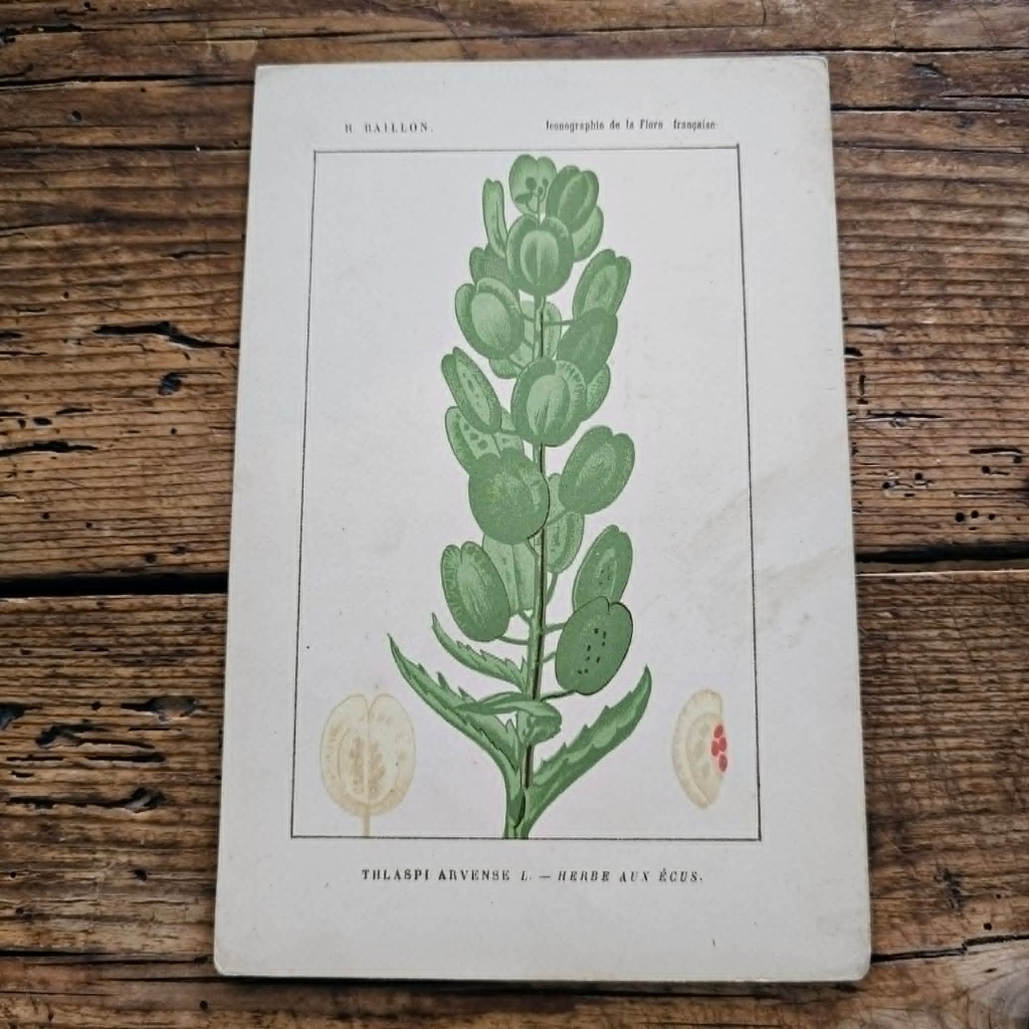 Antique French Botanical Lithograph