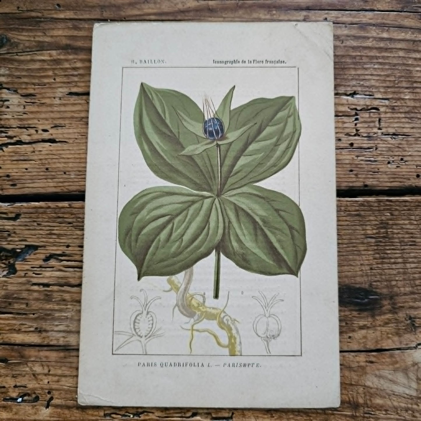 Antique French Botanical Lithograph
