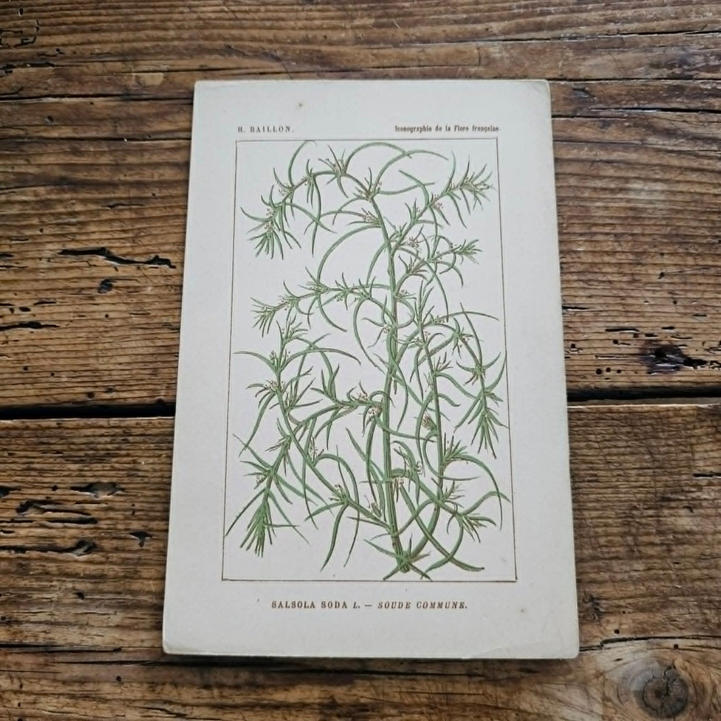 Antique French Botanical Lithograph