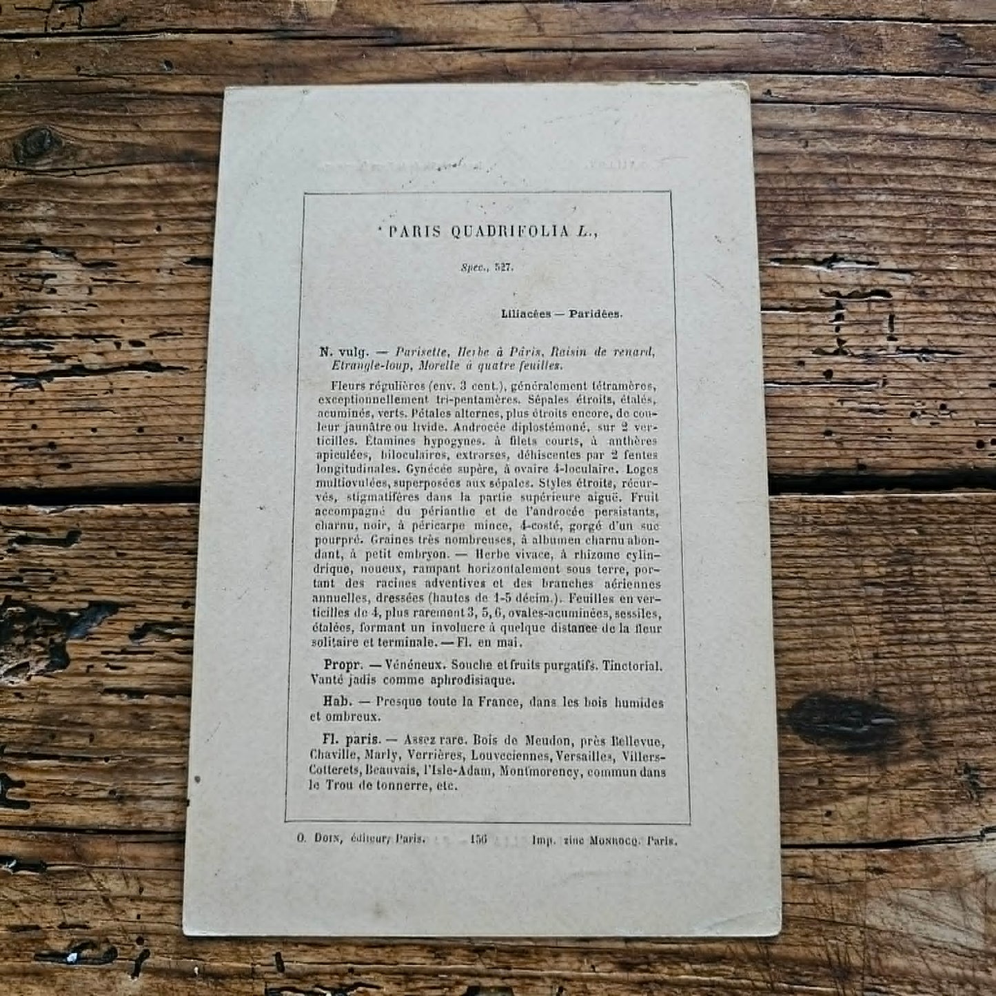 Antique French Botanical Lithograph