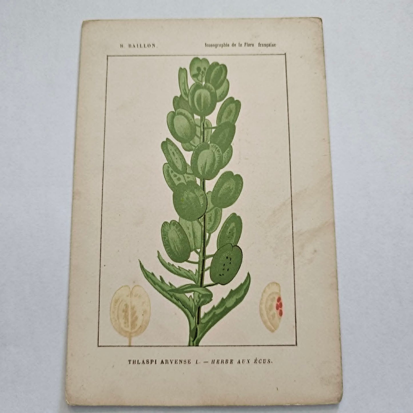 Antique French Botanical Lithograph