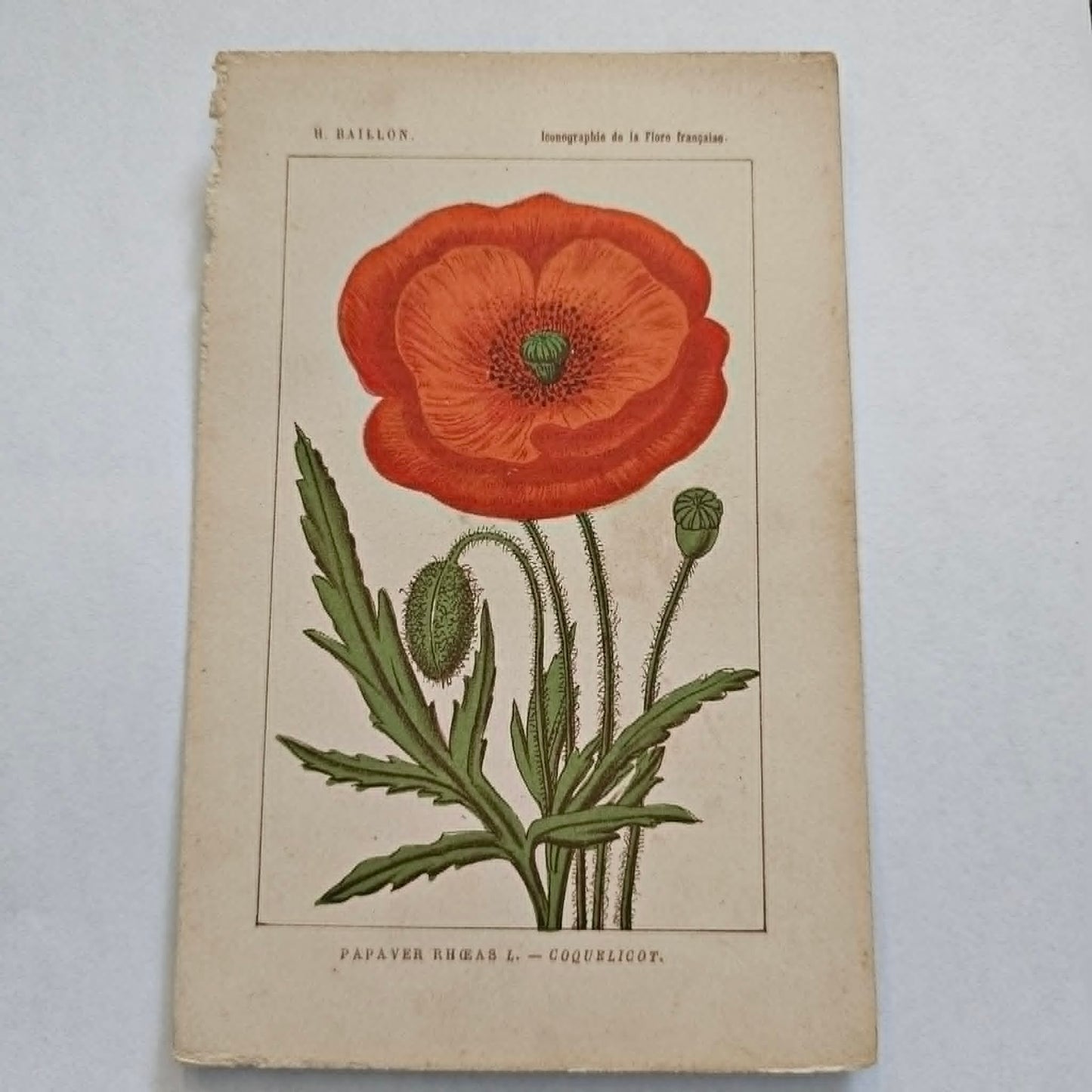 Antique French Botanical Lithograph