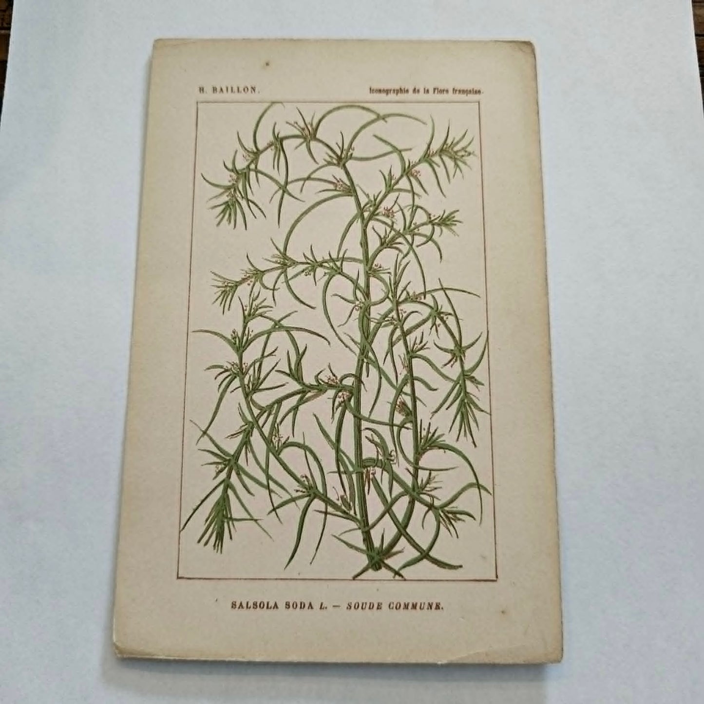 Antique French Botanical Lithograph