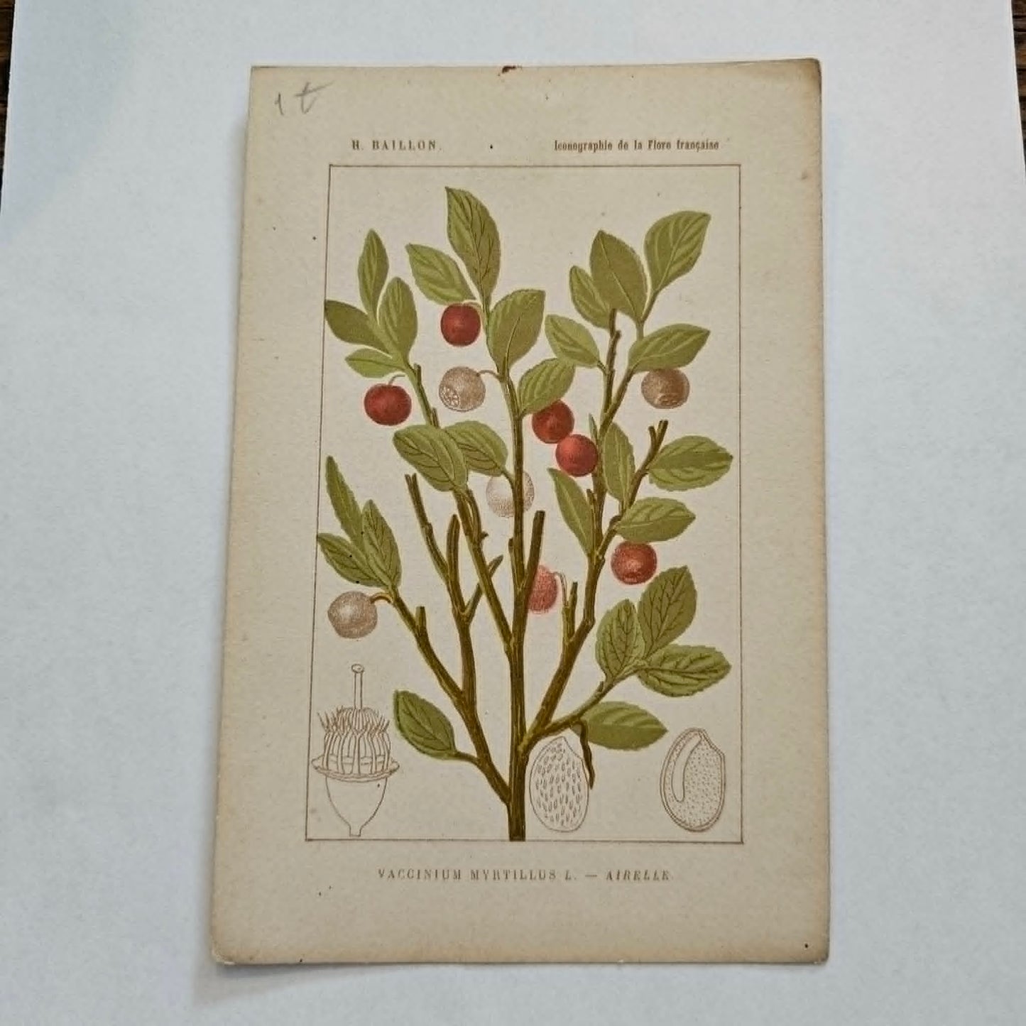 Antique French Botanical Lithograph