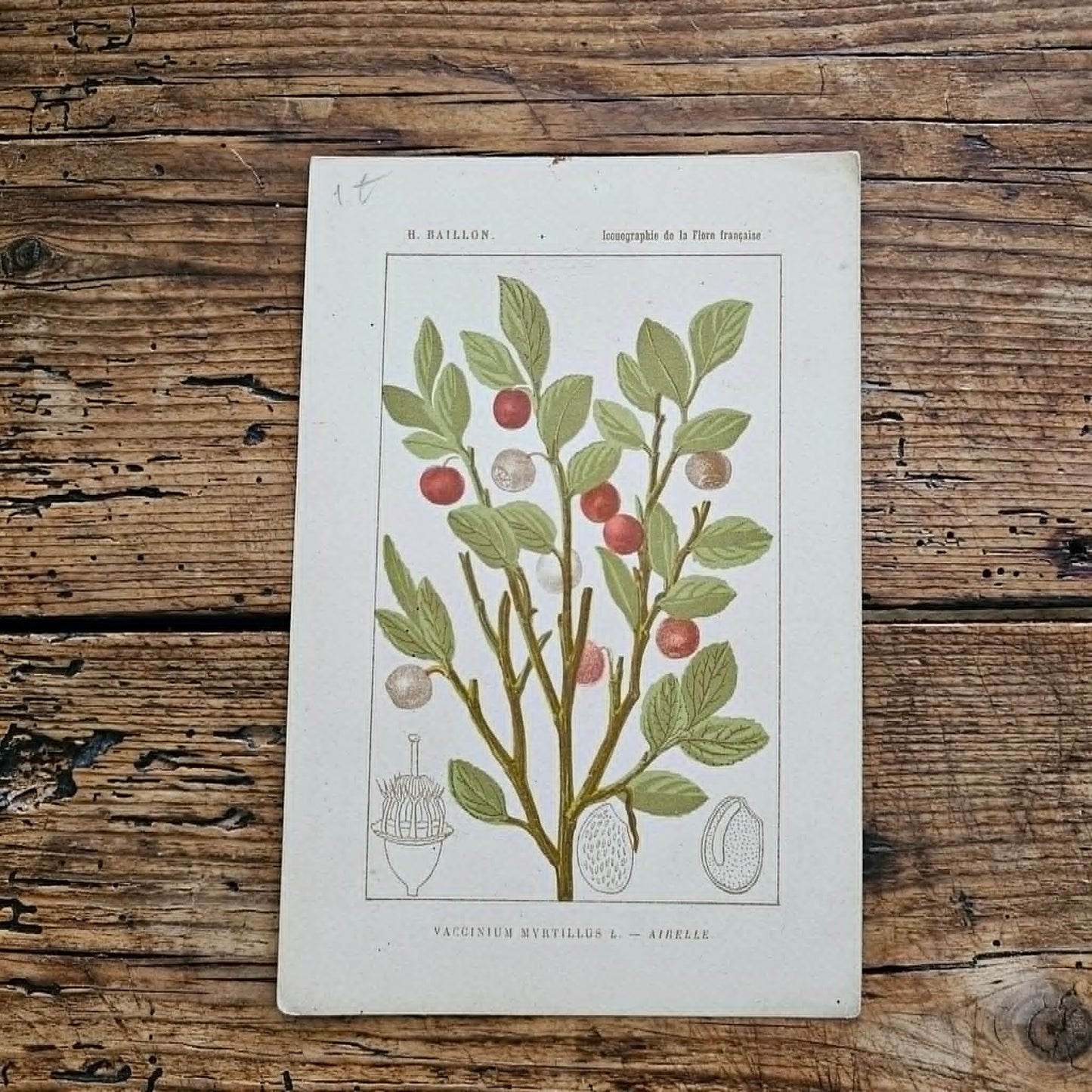 Antique French Botanical Lithograph